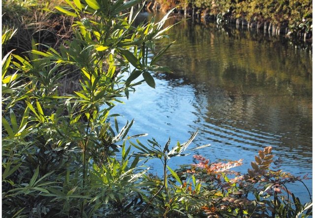 つりがね池公園