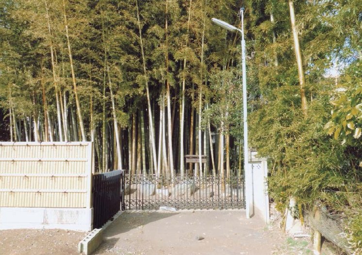 粕谷本橋家の竹林と野草苑