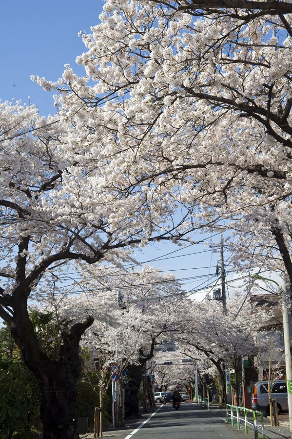 旧・新町住宅地の桜並木