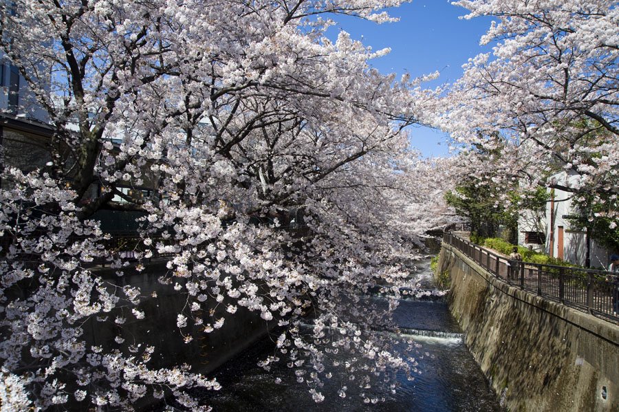 仙川・川面に映る桜並木道(打越橋～石井戸橋)