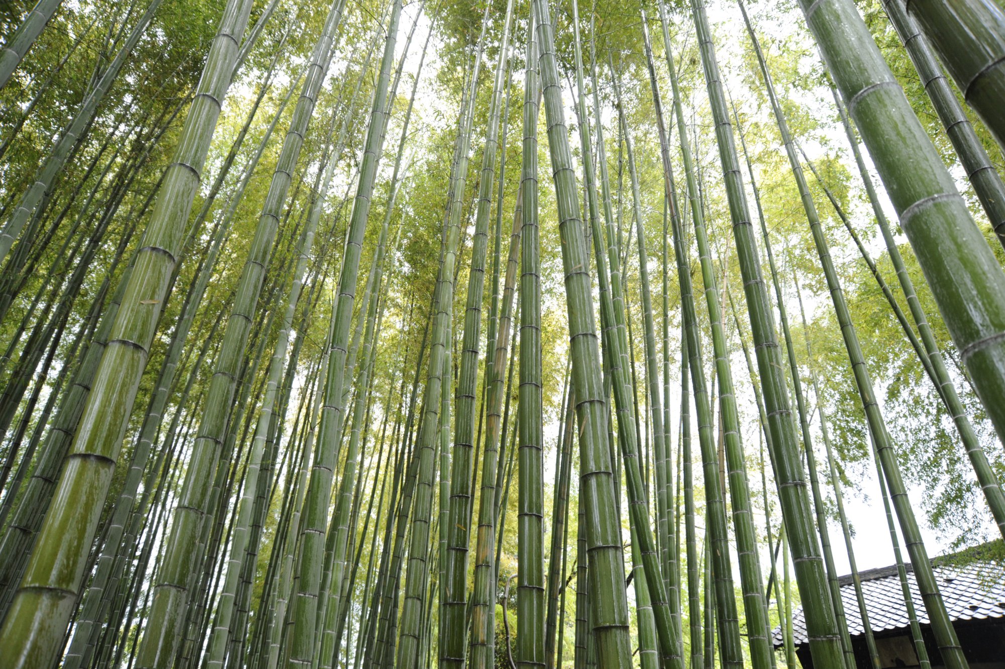 喜多見五丁目竹山市民緑地