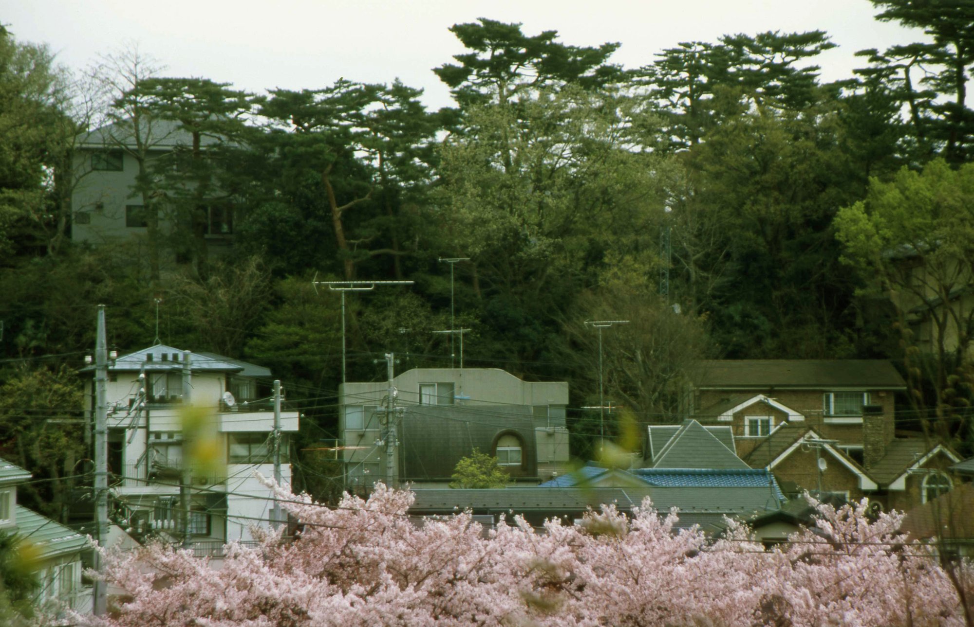 成城四丁目十一山市民緑地