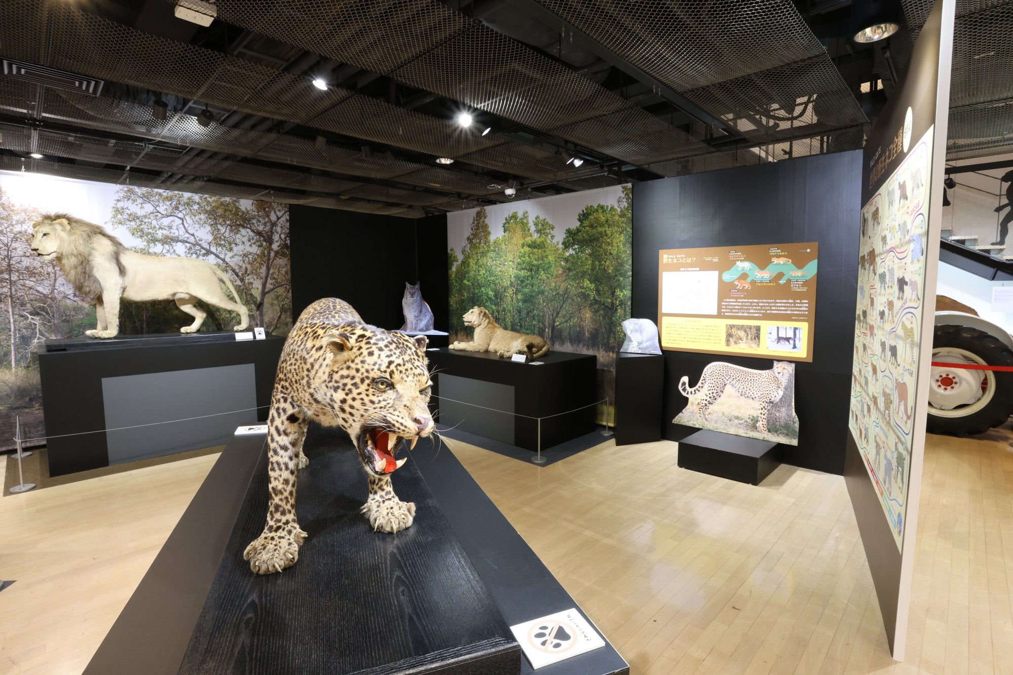 企画展「猫のすゝめ」