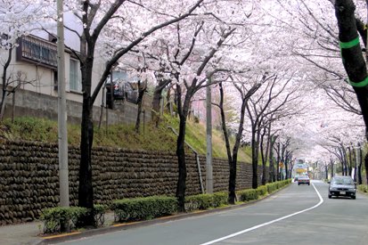 玉石垣のある風景