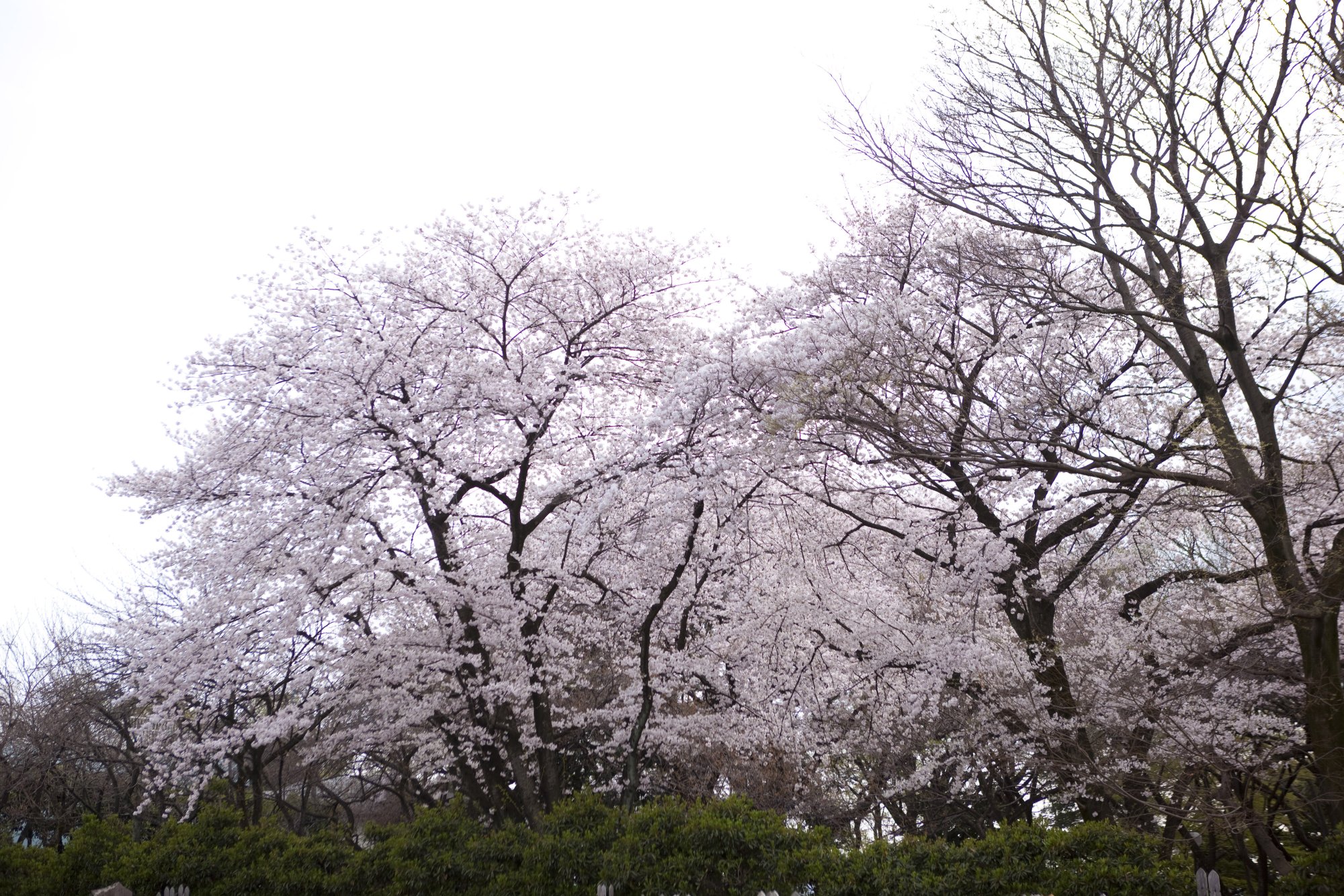 上野毛自然公園