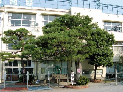 校庭で子どもたちを見守る松の木