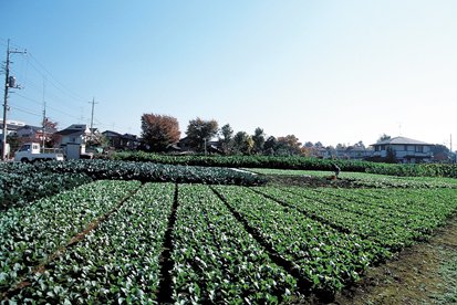 桜上水の野菜畑