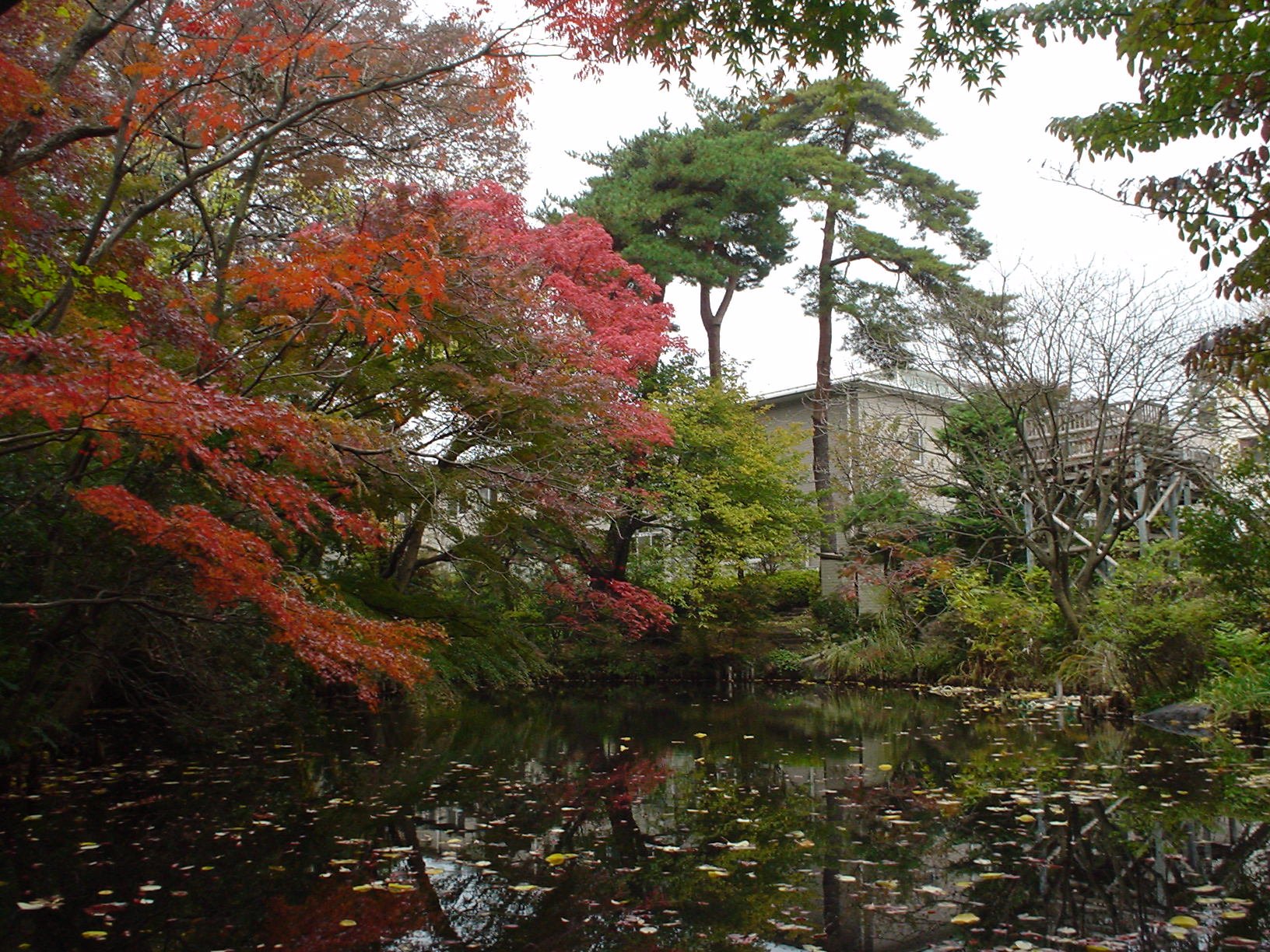 深沢八丁目無原罪特別保護区