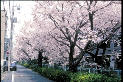谷沢川の桜並木