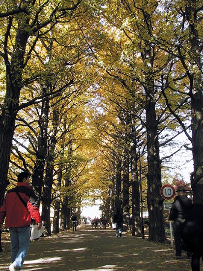都立園芸高校の並木とみどり空間