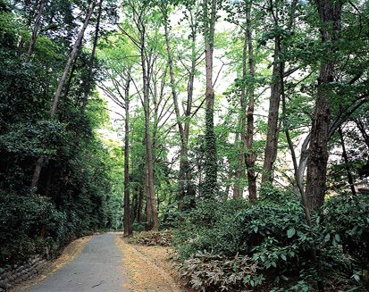 大ケヤキのある散歩道 －けやき道