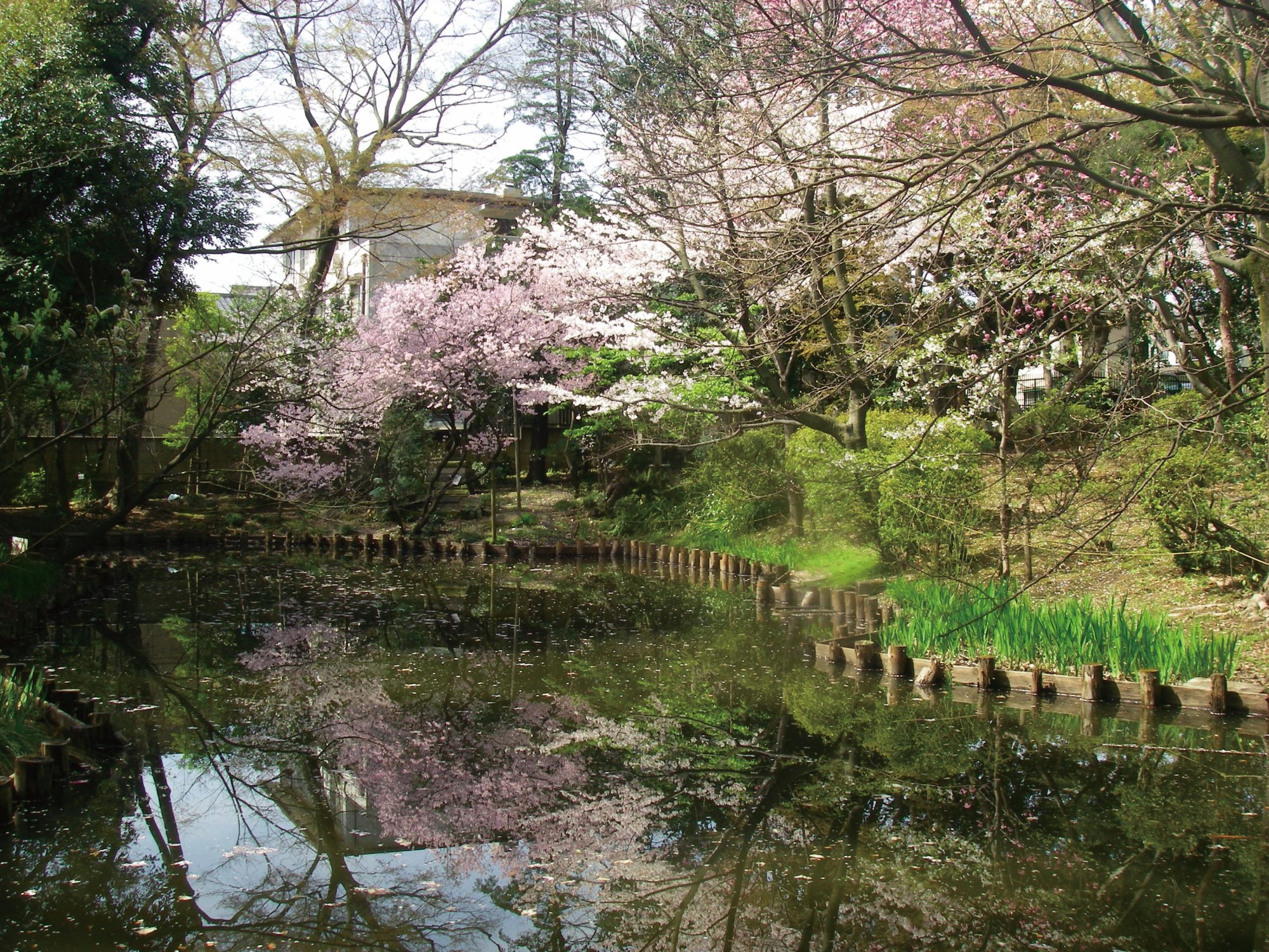 経堂五丁目特別保護区