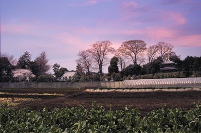 慶元寺三重塔の見える風景
