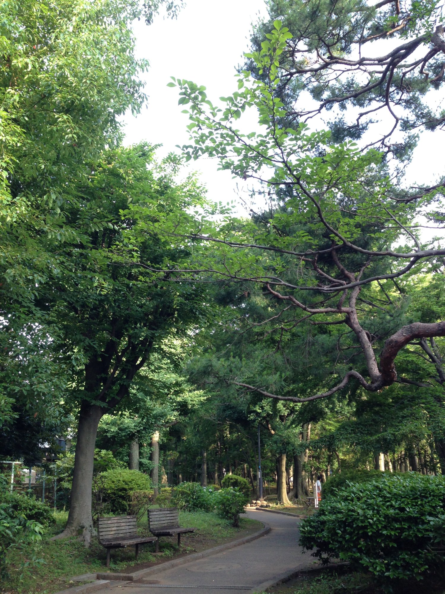 駒沢緑泉公園