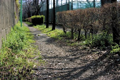 季節の野草に出会う小径