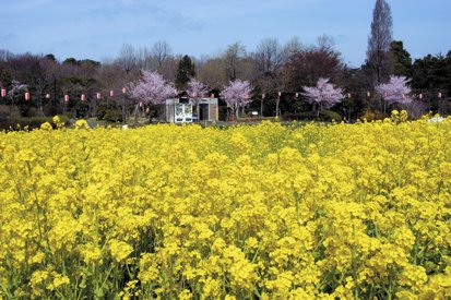 蘆花恒春園花の丘
