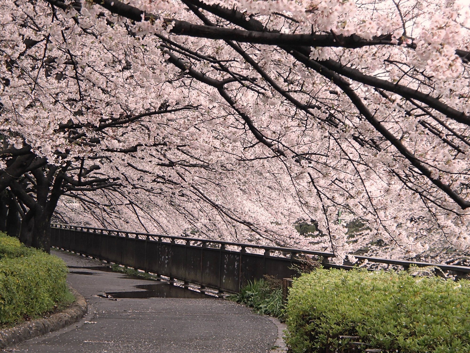 都立祖師谷公園