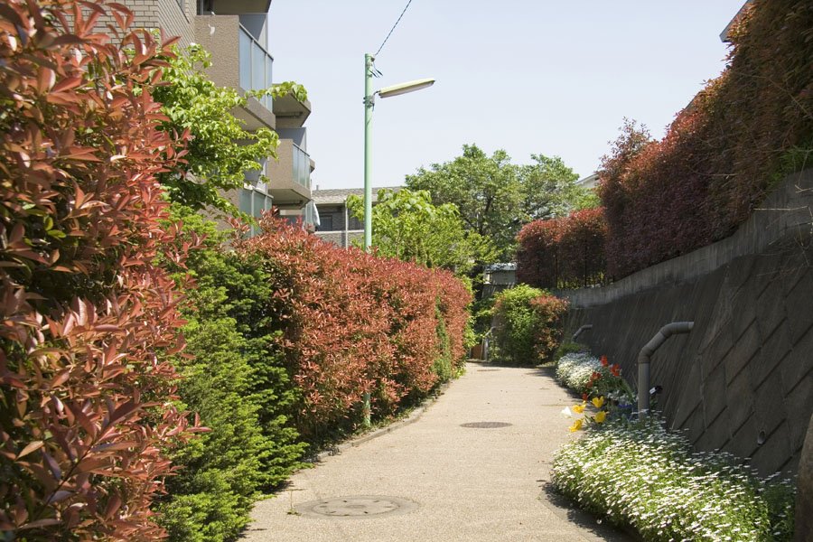 若林3丁目 緑の小道