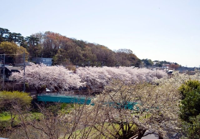 喜多見ふれあい広場から見た「野川と国分寺崖線の纏まった緑」