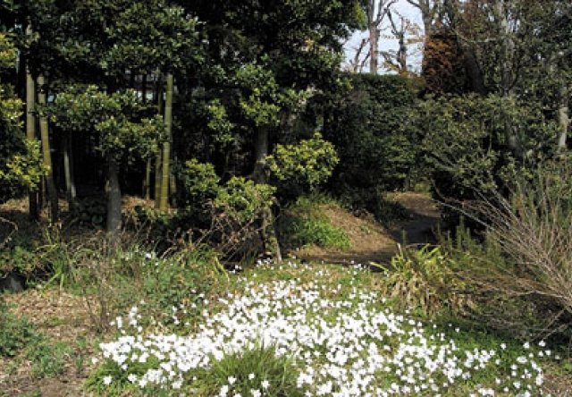 心なごむ桜丘の原風景