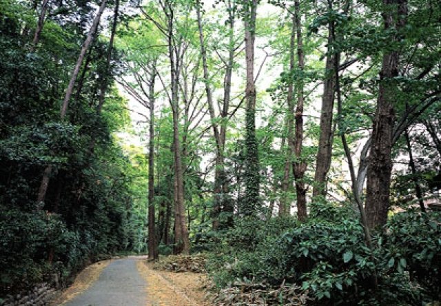 岡本静嘉堂緑地の自然林