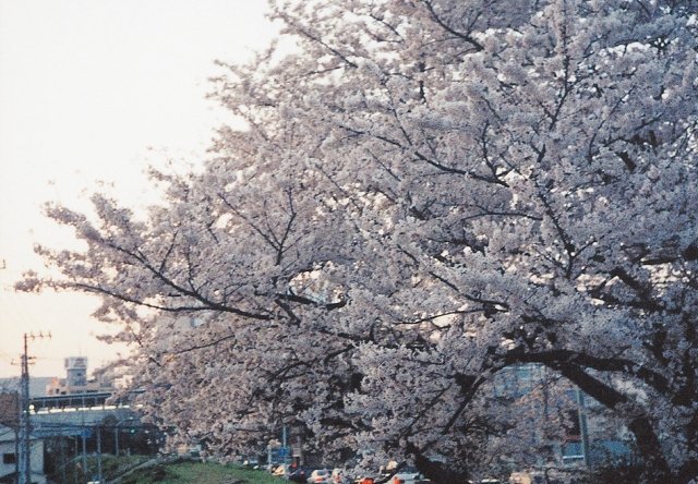 多摩川土手の桜