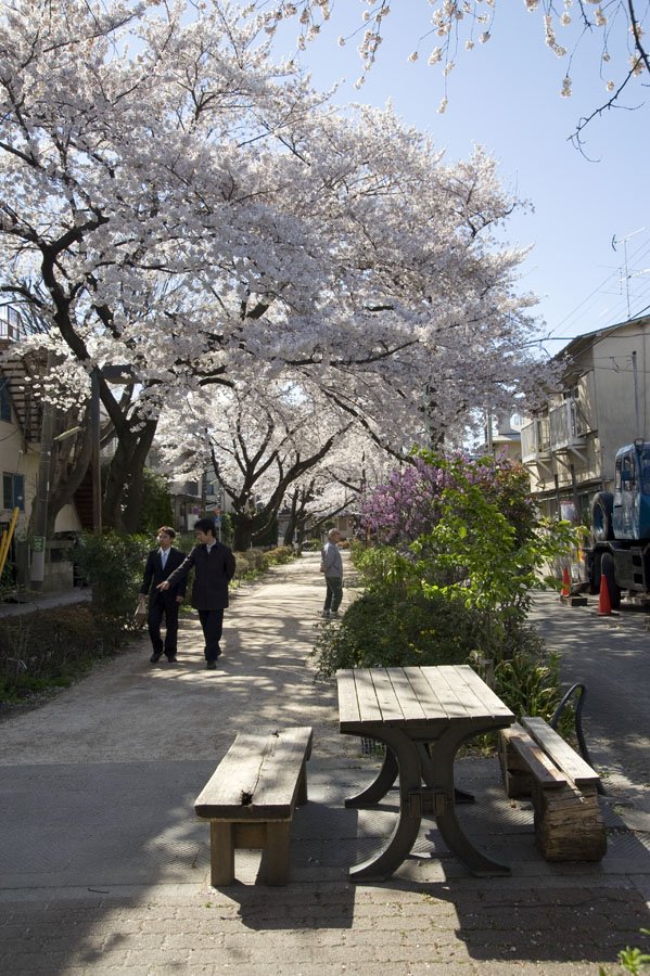四季の移ろいに心ときめく安らぎの道「櫻並木と呑川緑道公園」