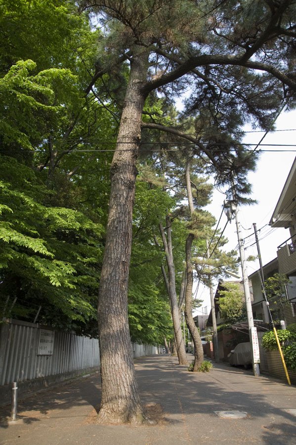 九品仏浄真寺脇(南側)のクロマツの並木