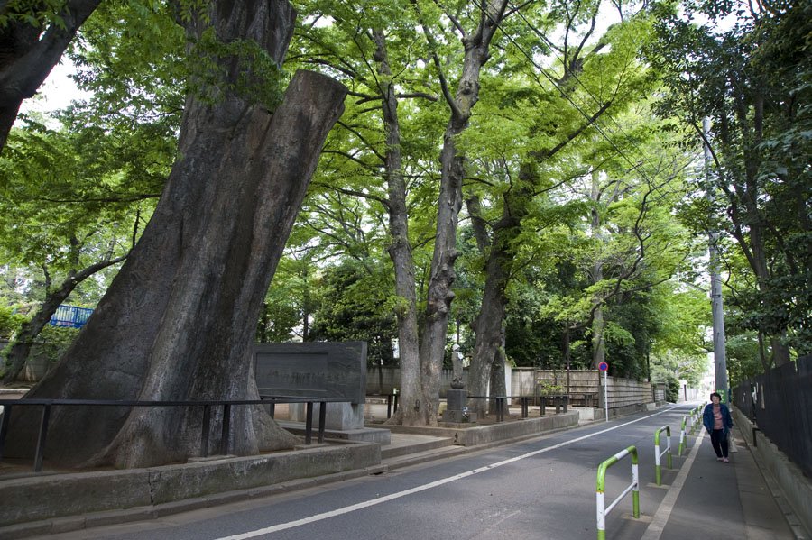 長島大榎公園界隈の緑