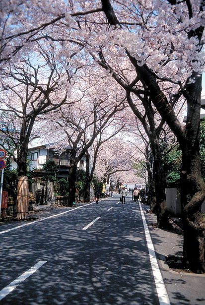 上北沢駅前の桜並木