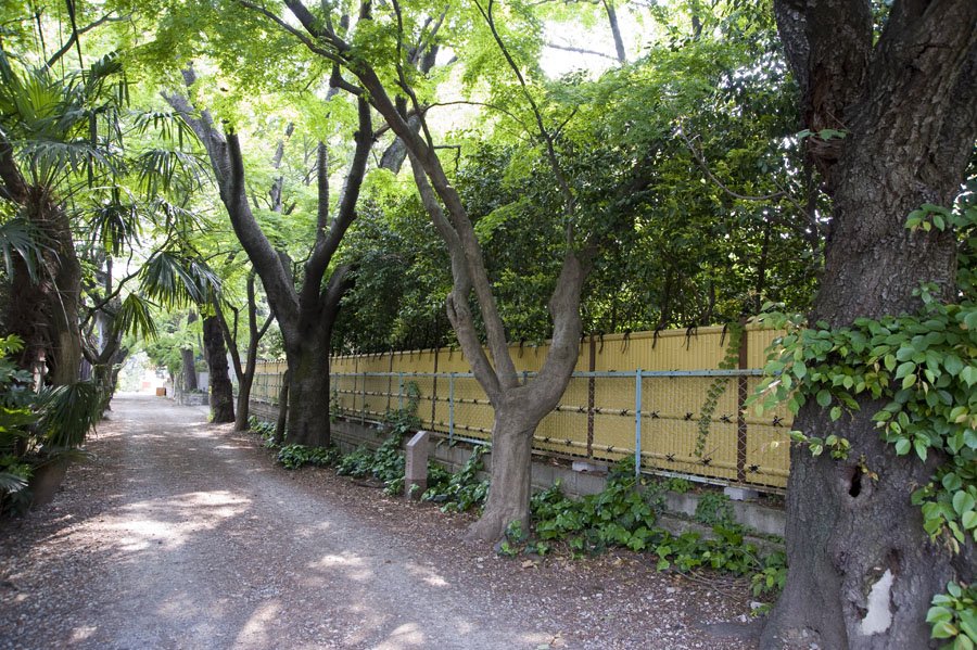 成城3丁目桜と紅葉の並木