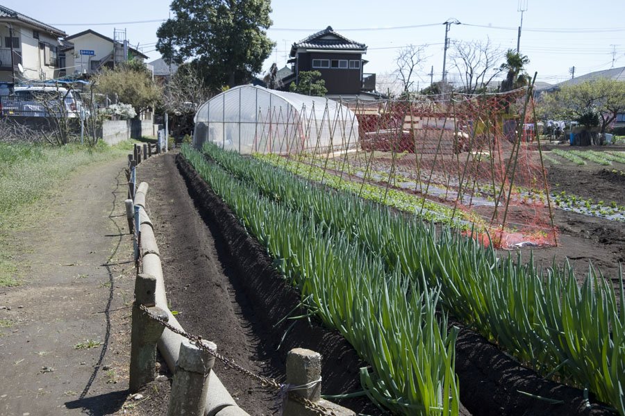 畑の間の土の道