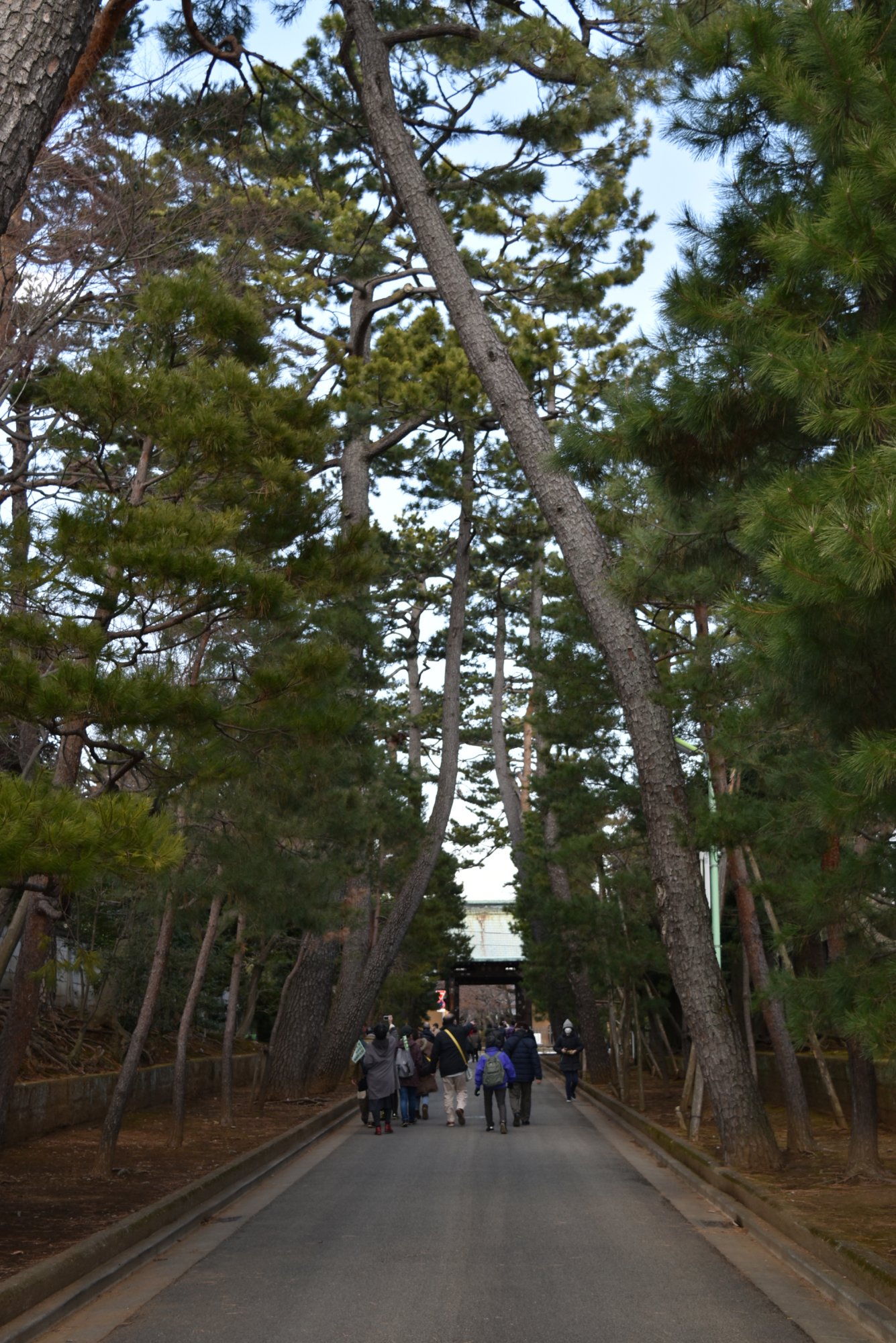 豪徳寺参道の松並木
