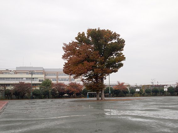 緑丘中学校・校庭の大ケヤキ