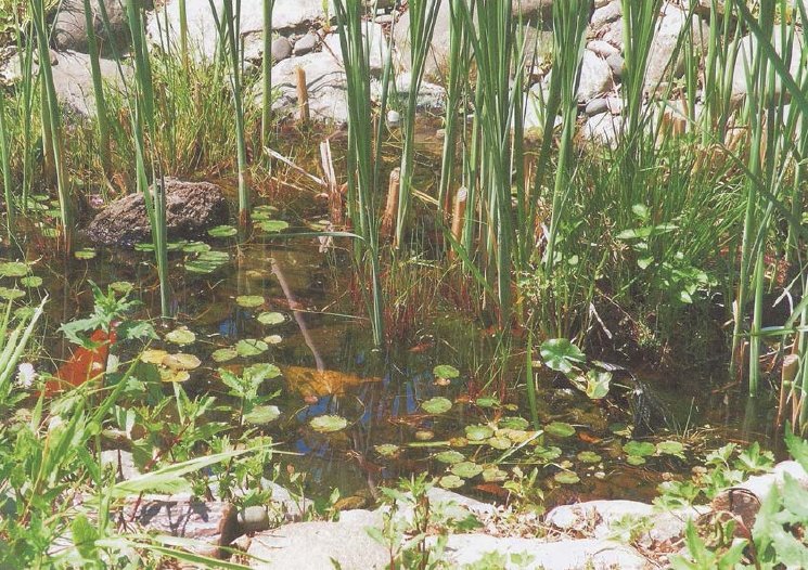 水辺のある能勢公園