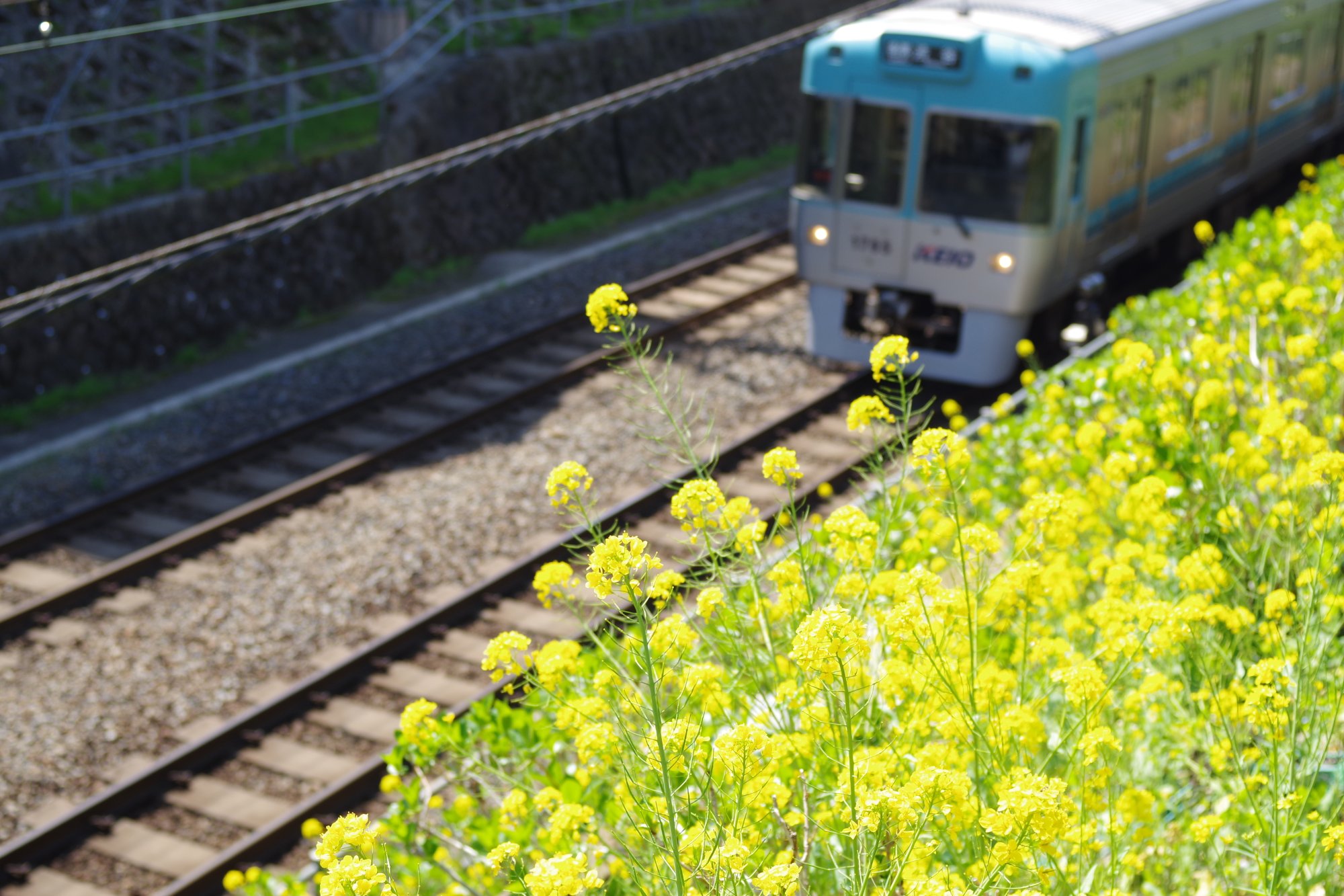 新代田駅～東松原駅線路脇