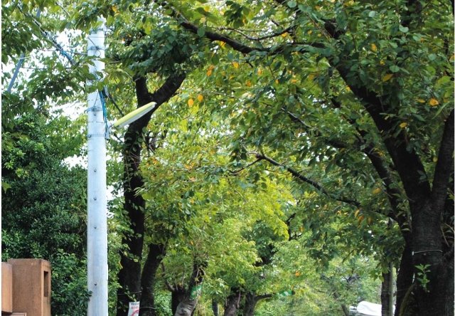 駅前の並木道を見上げてぷらっと、裏成城