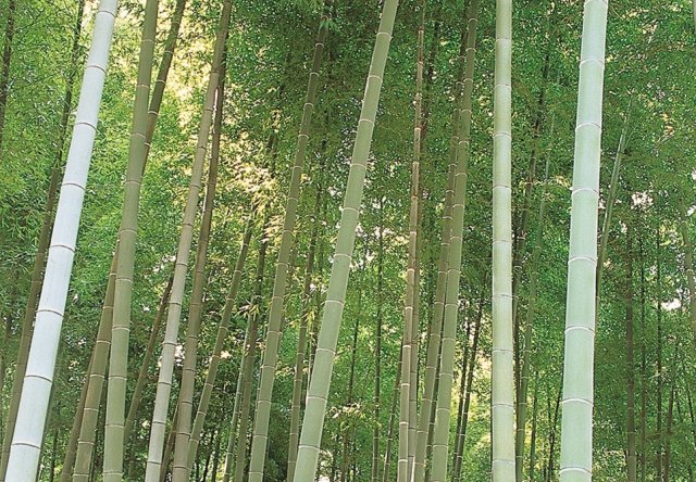 文豪・徳冨蘆花の旧居 蘆花恒春園へ