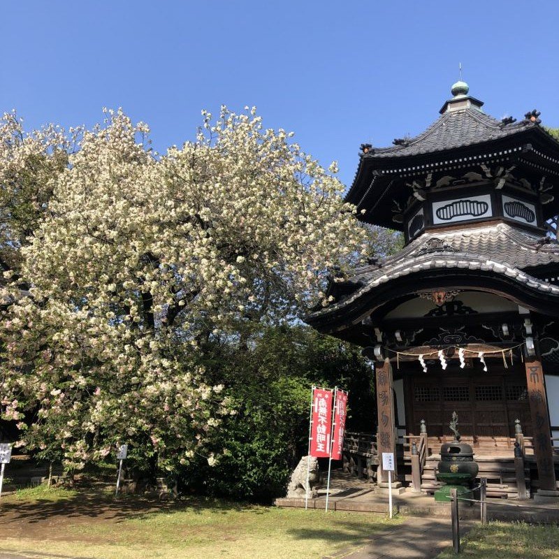 不動堂の隣にある、黄色の花弁をつけた希少な「鬱金（うこん）の桜」も見逃せません。