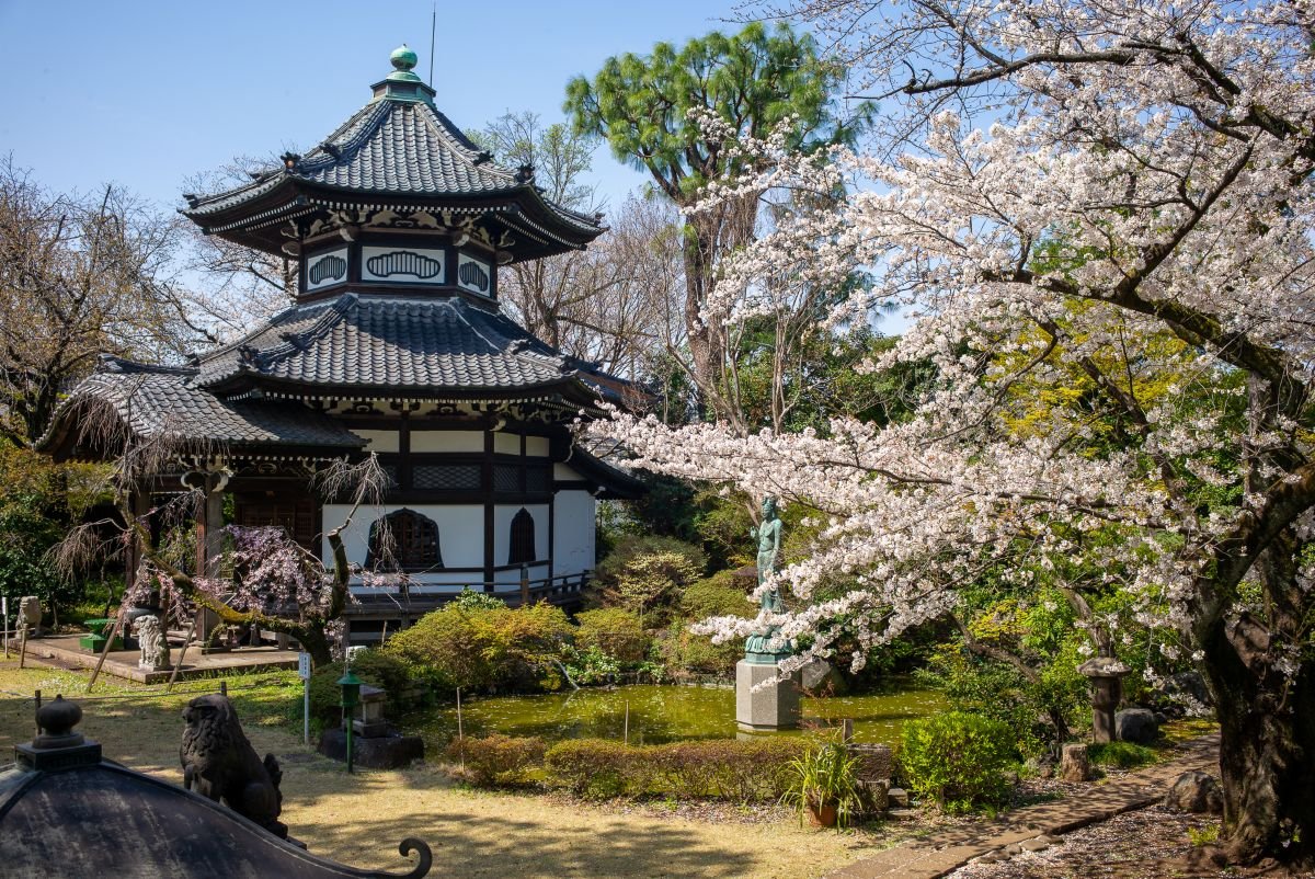 池の隣に咲くソメイヨシノ。